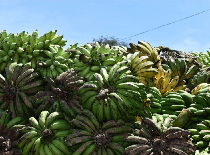 Apa itu Karbit, Sering Digunakan Untuk Mempercepat Pematangan Buah