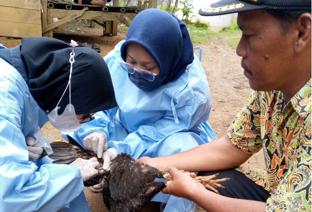 Waspada, Hasil Uji Lab Ratusan Ayam Mati  di Cigeulis Positif Flu Burung