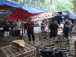 Polresta Tangerang Gerebek Judi Sabung Ayam di Jayanti, Dua Orang dan 28 Unit Motor Diamankan