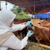 Iduladha Momen Berkurban Demi Mewujudkan Ketaatan