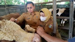 Wabup Intan Monitoring Pemeriksaan Hewan Kurban Jelang Hari Raya Iduladha 1447 H