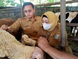 Wabup Intan Monitoring Pemeriksaan Hewan Kurban Jelang Hari Raya Iduladha 1447 H