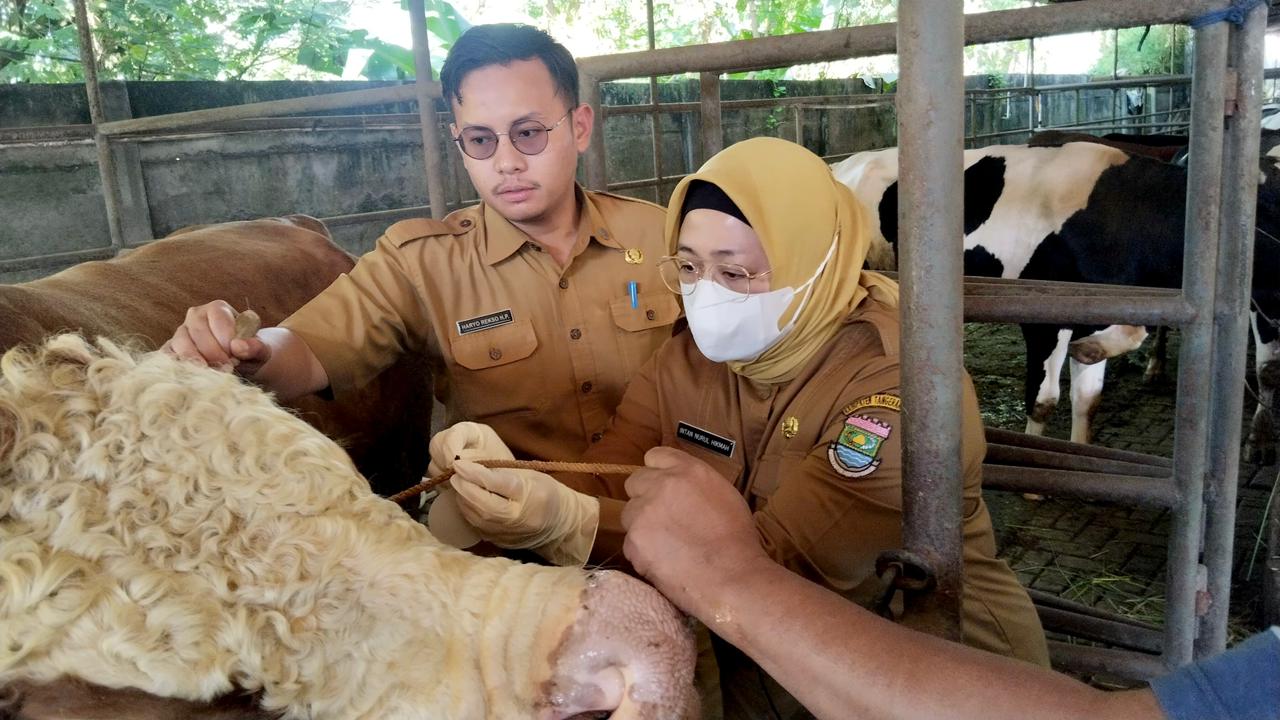 Wakil Bupati (Wabup) Tangerang, Intan Nurul Hikmah melakukan monitoring pemeriksaan kesehatan hewan kurban menjelang Hari Raya Iduladha 1447. Selasa, 26 Mei 2026.