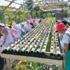 BLK Kota Tangerang Buka Pelatihan Hidroponik Gratis, Pendaftaran hingga 19 Oktober