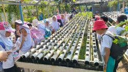 BLK Kota Tangerang Buka Pelatihan Hidroponik Gratis, Pendaftaran hingga 19 Oktober BLK Kota Tangerang Buka Pelatihan Hidroponik Gratis, Pendaftaran hingga 19 Oktober