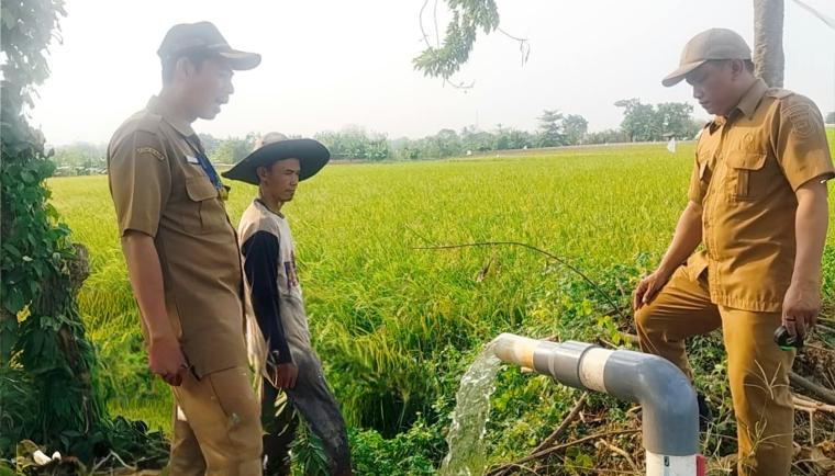 Kekeringan Ancam 667 Hektare Sawah, Pemkab Tangerang Salurkan Bantuan Pertanian Kekeringan Ancam 667 Hektare Sawah, Pemkab Tangerang Salurkan Bantuan Pertanian
