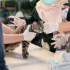 Pemkot Tangerang Buka Vaksinasi Rabies Gratis untuk 50 Hewan, Catat Jadwalnya