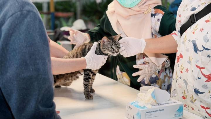 Pemkot Tangerang Buka Vaksinasi Rabies Gratis untuk 50 Hewan, Catat Jadwalnya